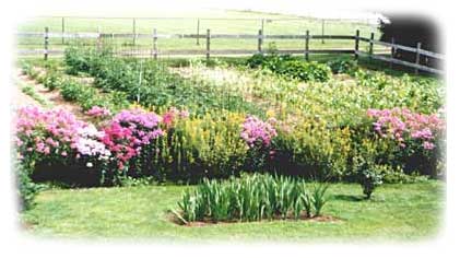 Picture of Arnie and Marge Garinger's beautiful vegetable and flower gardens.