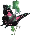 Animated purple Butterfly